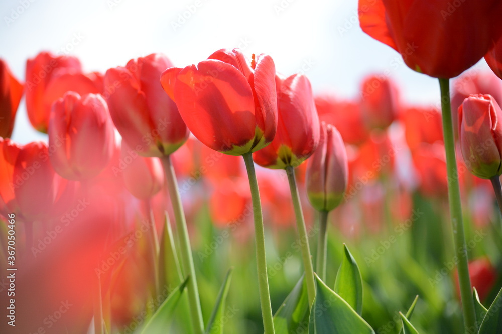 Naklejka premium Tulip