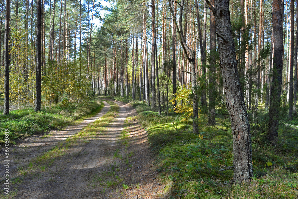 Fototapeta premium Sunny green coniferous forest in early autumn with a country road stretching into the distance.