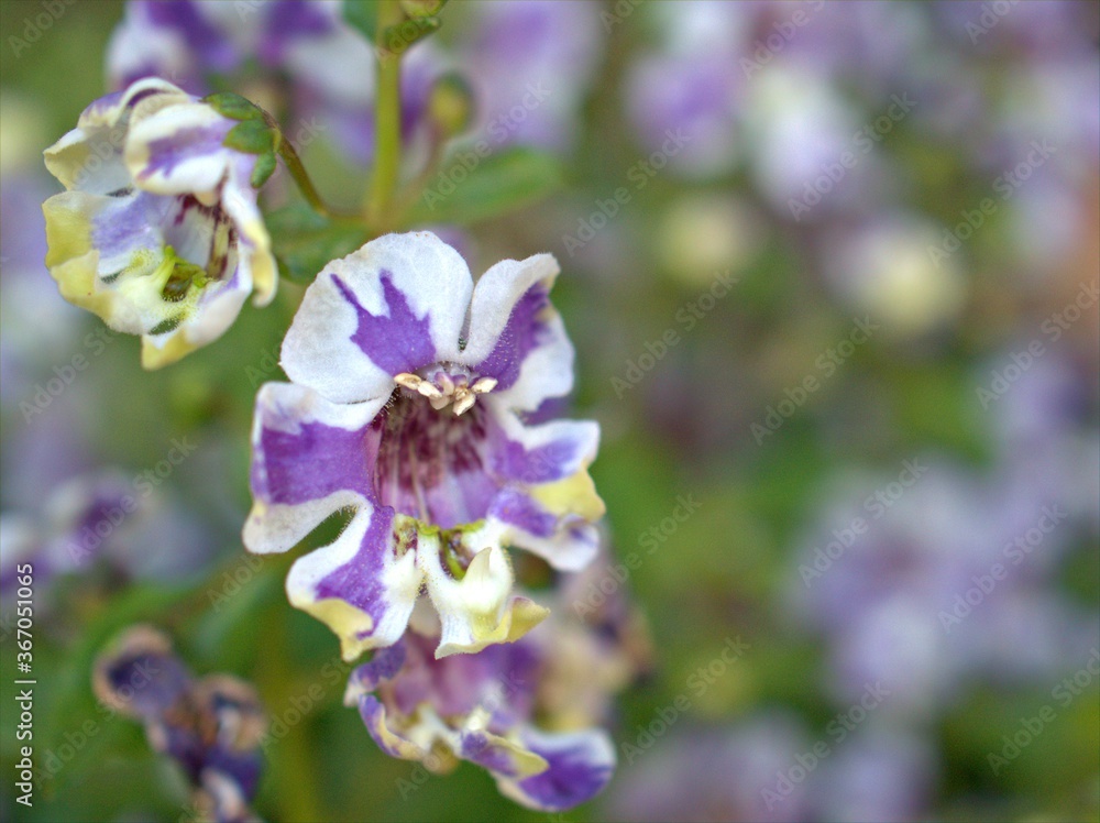 Closeup white purple petals of Narrowleaf angelon ,willowleaf angelon flower plants in garden with blurred background ,macro image , soft focus ,sweet color for card design Closeup white purple petals of Narrowleaf angelon ,willowleaf angelon flower plants in garden with blurred background ,macro image , soft focus ,sweet color for card design