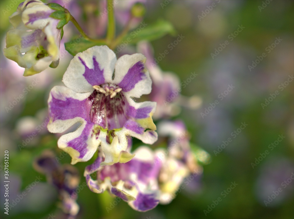 Closeup white purple petals of Narrowleaf angelon ,willowleaf angelon flower plants in garden with blurred background ,macro image , soft focus ,sweet color for card design
