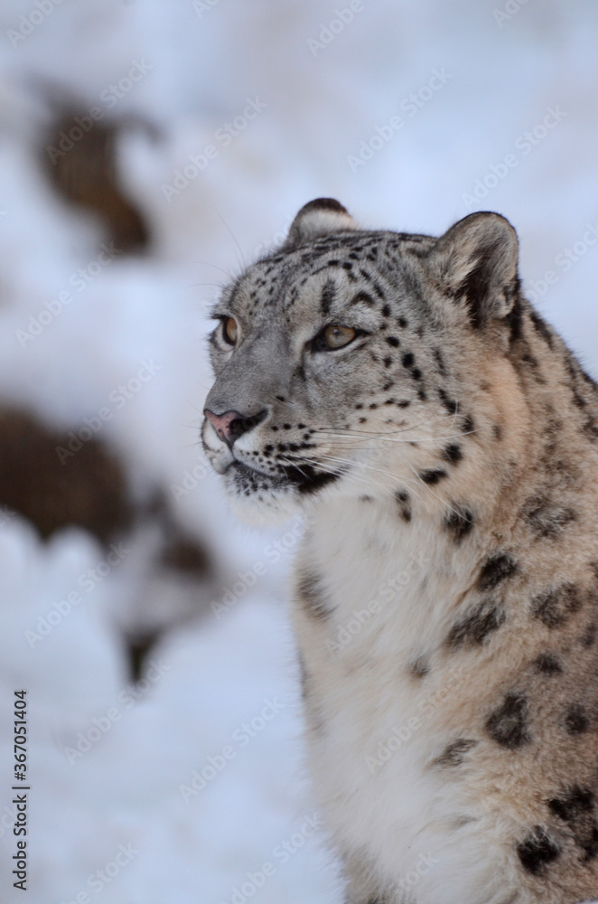 ユキヒョウ ユキヒョウ