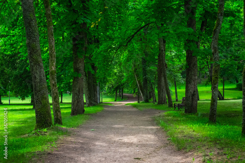 Path in public park surrounded by lush green woods on a sunny day. Beautiful road in the city park. Nobody