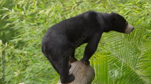 sun bear stands on log looking for food photo