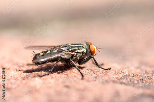 A fly looking for food on the ground © Mulin