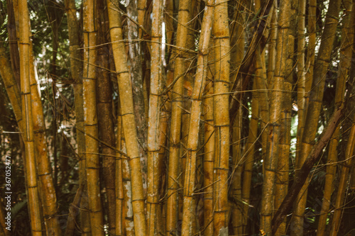 bamboo forest background (ID: 367052477)