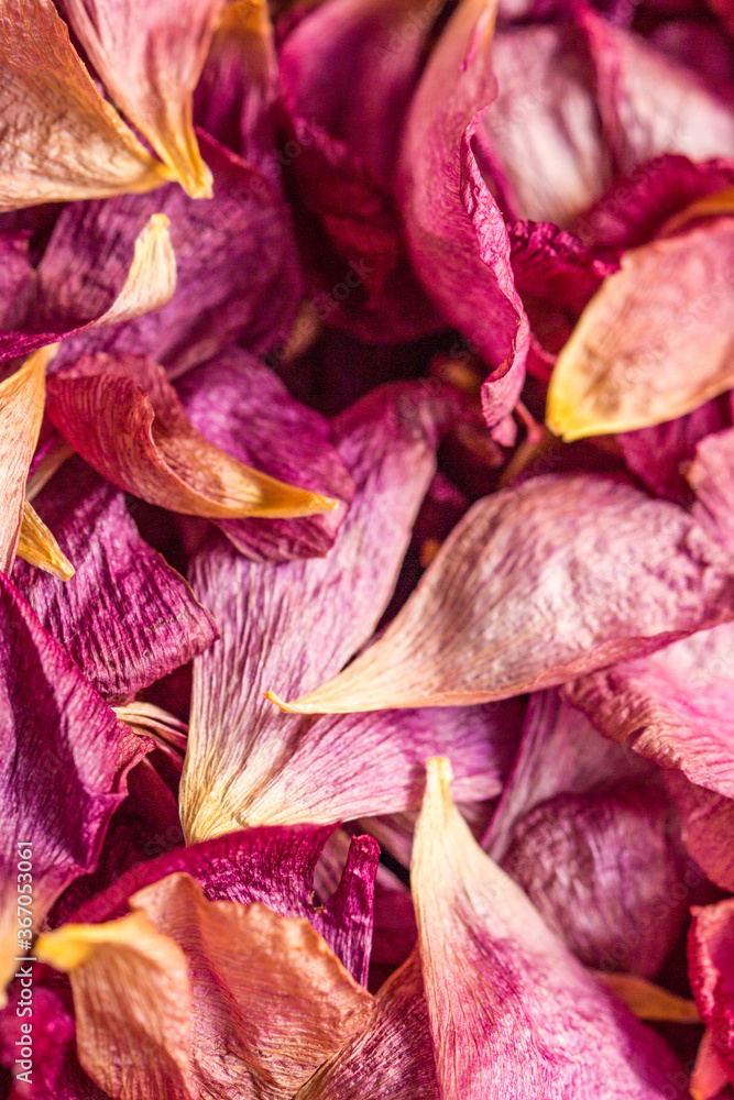 Dehydrated pink platycodon grandiflorum petals Dehydrated pink platycodon grandiflorum petals