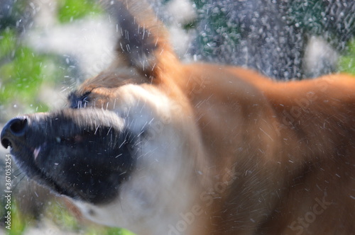 dog after swim