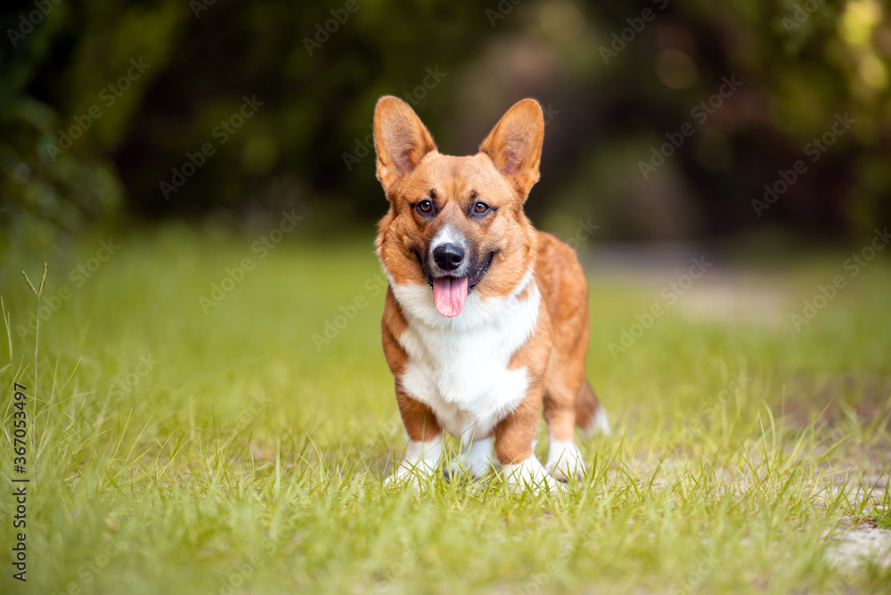 Red and White Welsh Corgi on green grass at sunset Red and White Welsh Corgi on green grass at sunset