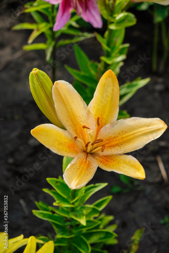 Elegant yellow lily with dewdrops on a sunny morning in a Ukrainian garden. Hobby concept. Home growing concept. Vertical image.