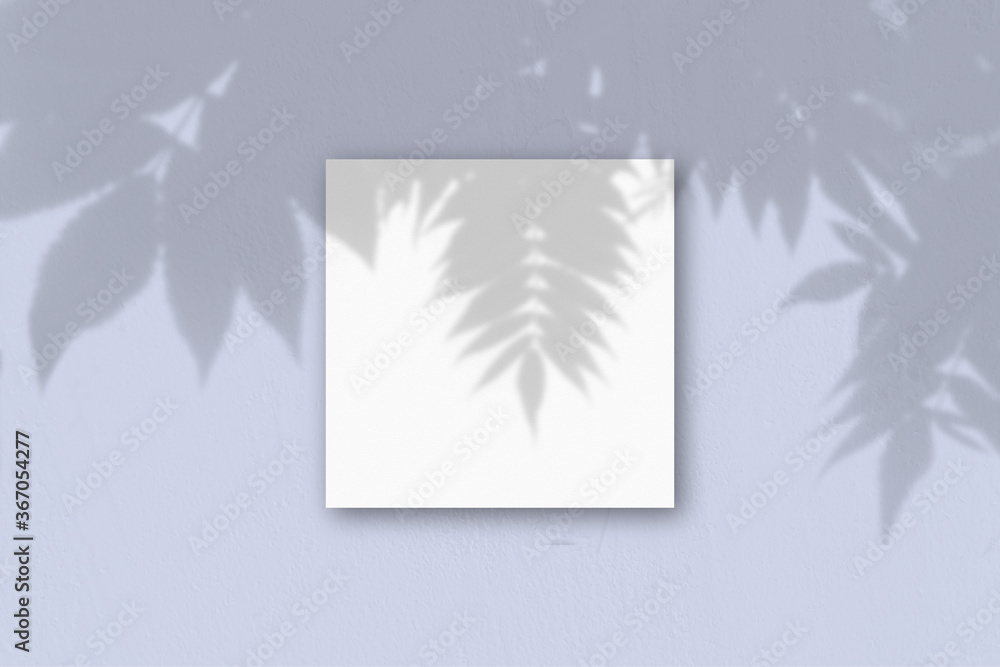 The square sheet of white textured paper on the blue wall background. Mockup overlay with the plant shadows. Natural light casts shadows from an exotic plant.. Flat lay, top view The square sheet of white textured paper on the blue wall background. Mockup overlay with the plant shadows. Natural light casts shadows from an exotic plant.. Flat lay, top view