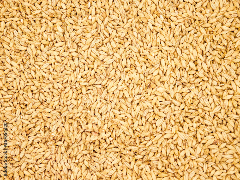 ビールの原材料のモルト ビールの原材料のモルト