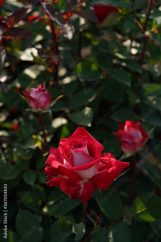 Red and White Flower of Rose 'Love' in Full Bloom
