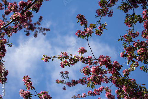 Apple blossoms and blue sky
