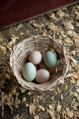 Collected multi-color eggs in woven basket