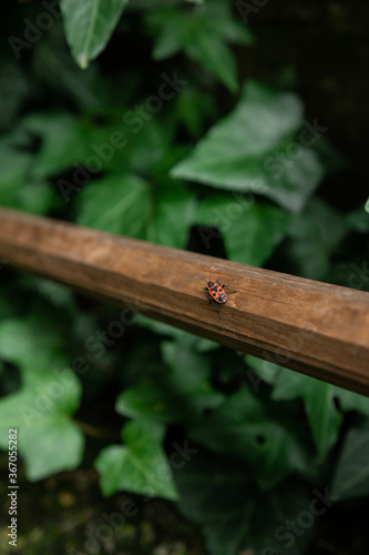 Fire bug on wood in summer