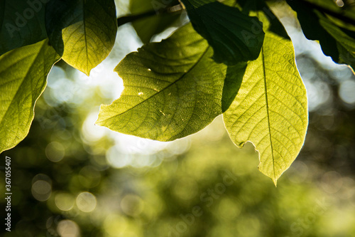 Light coming through tree leaves 