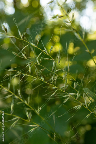Summer plant during golden hour