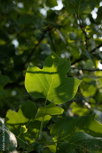 Poplar/Tulip tree spring leaves 