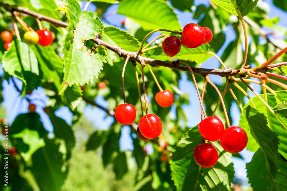 Red cherries on a branch in a orchard