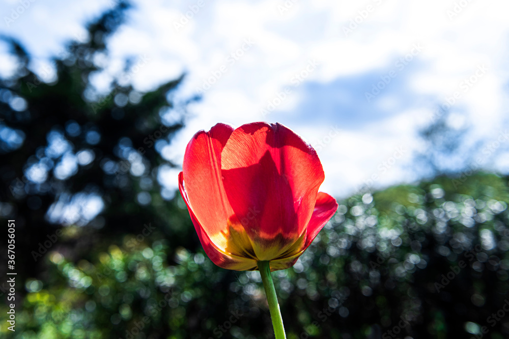 The beautiful flower Tulip in the garden. The beautiful flower Tulip in the garden.