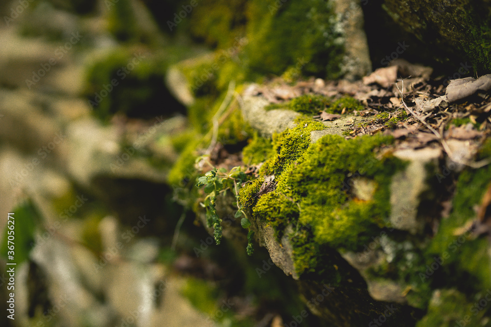 Moss on a rock. Moss on a rock.
