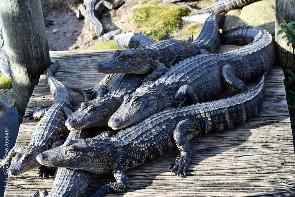 Obraz premium Alligators on a dock