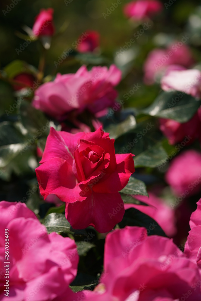 Pink Flower of Rose 'Manou Meilland' in Full Bloom

