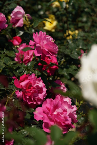 Pink Flower of Rose 'Manou Meilland' in Full Bloom 
