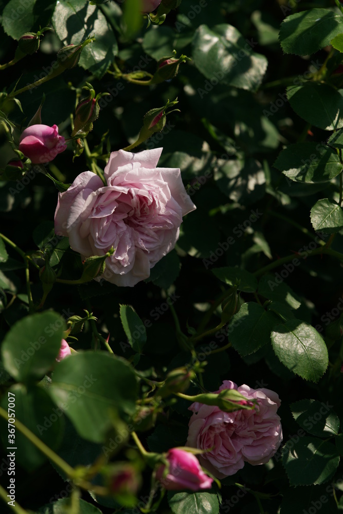 Light Pink Flower of Rose 'May Queen' in Full Bloom
Light Pink Flower of Rose 'May Queen' in Full Bloom