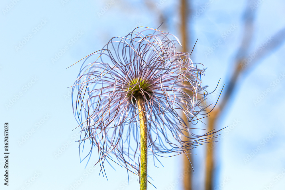 Beautiful color Pulsatilla Pasque flower close-up background of field and forest,spring time. Beautiful color Pulsatilla Pasque flower close-up background of field and forest,spring time.