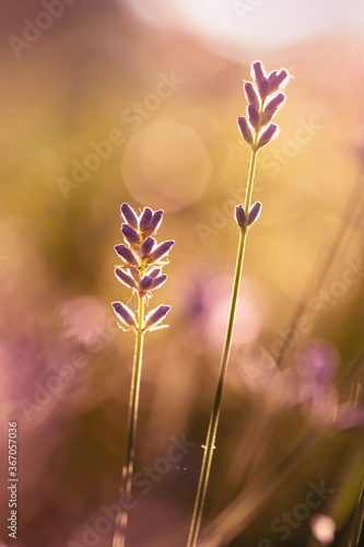 Fototapeta Naklejka Na Ścianę i Meble -  lavender in the sunset 