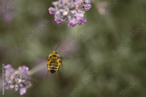 bee flying to lavender  © Brandy
