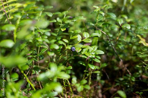 berries of the whortleberry.Wild fresh organic blueberry bush in forest. Blueberry plant growing naturally. Huckleberry.Blueberries growing on a branch
