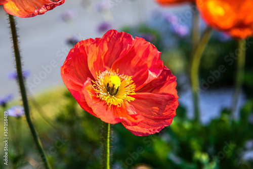 Beautiful color Poppy flower  Papaver Somniferum close up background of field and forest spring time.