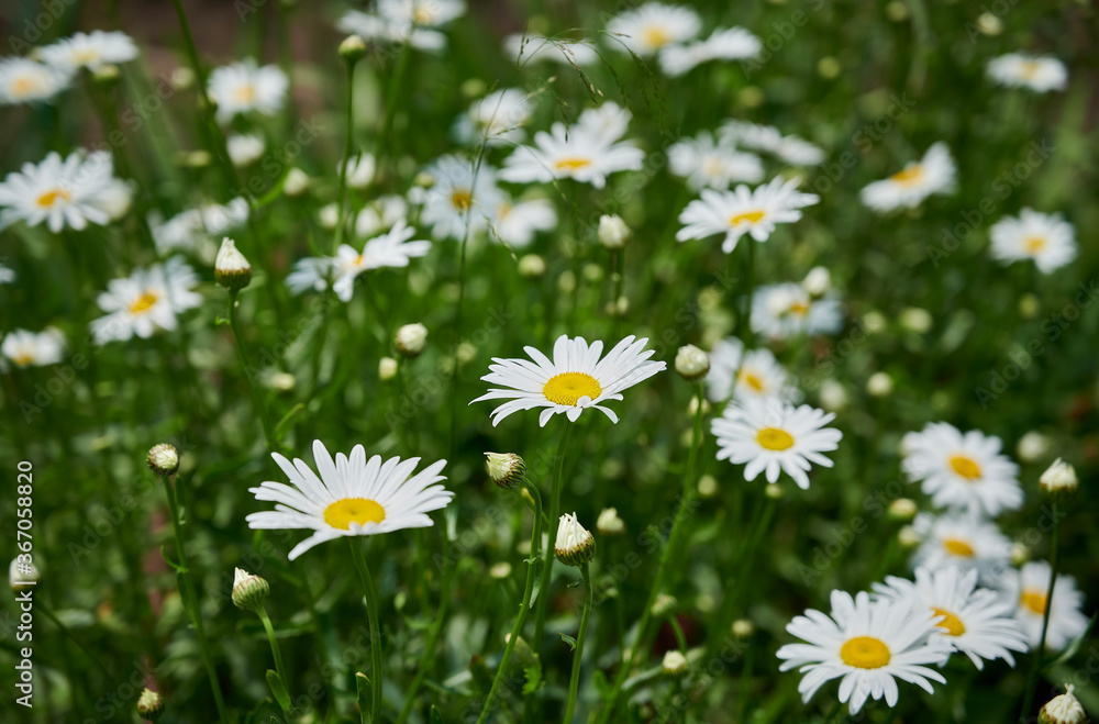 Flowering of white daisies (Oxeye daisy, Leucanthemum vulgare). white floral background. selective focus. Tender romantic floral background. Flowering of white daisies (Oxeye daisy, Leucanthemum vulgare). white floral background. selective focus. Tender romantic floral background.