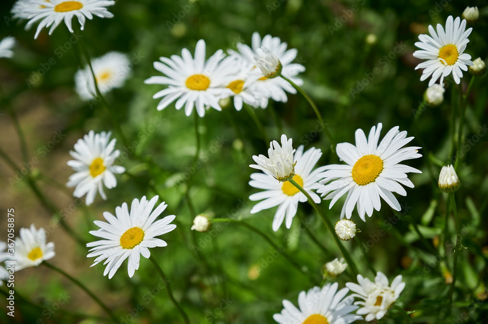 Flowering of white daisies (Oxeye daisy, Leucanthemum vulgare). white floral background. selective focus. Tender romantic floral background. Flowering of white daisies (Oxeye daisy, Leucanthemum vulgare). white floral background. selective focus. Tender romantic floral background.