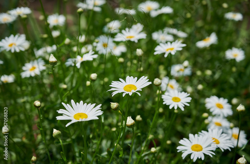 Flowering of white daisies  Oxeye daisy  Leucanthemum vulgare . white floral background. selective focus.  Tender romantic floral background.