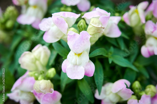 Close up of beautiful white and pink  snapdragon flowers  Antirrhinum majus 