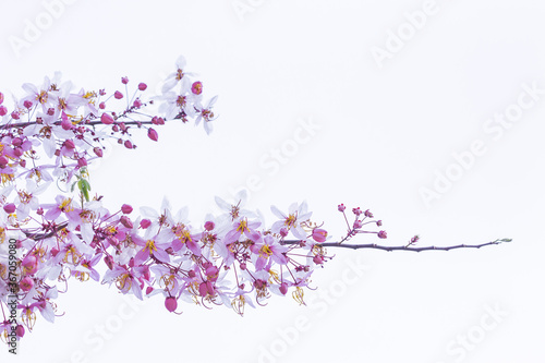 Wild Himalayan Cherry Prunus cerasoides blooming on white background