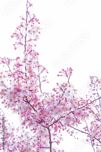 Wild Himalayan Cherry Prunus cerasoides blooming on white background