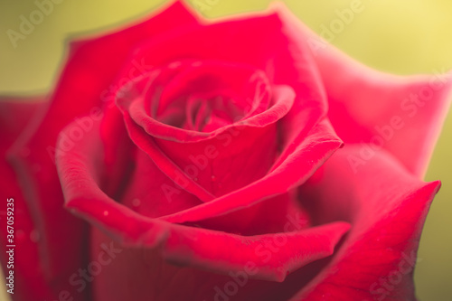 Valentine s day background with red roses