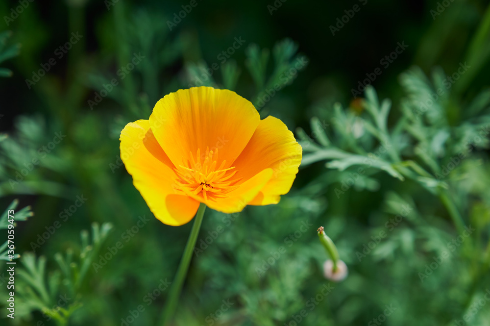 Bright yellow flowers of Eschscholzia californica (California poppy, golden poppy, California sunlight, cup of gold) on dark green blurred background Bright yellow flowers of Eschscholzia californica (California poppy, golden poppy, California sunlight, cup of gold) on dark green blurred background
