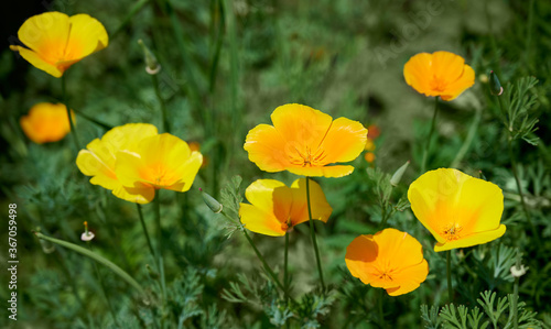 Bright yellow flowers of Eschscholzia californica  California poppy  golden poppy  California sunlight  cup of gold  on dark green blurred background