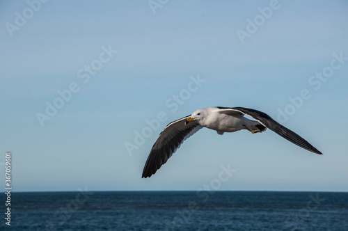 Seagull, Larus Atlanticus, in flight