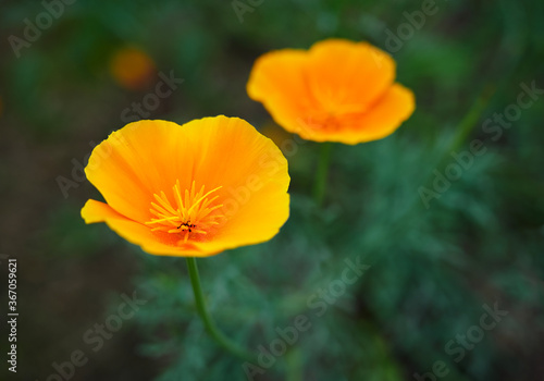 Bright yellow flowers of Eschscholzia californica  California poppy  golden poppy  California sunlight  cup of gold  on dark green blurred background