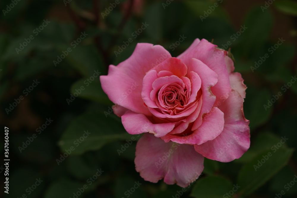 Pink Flower of Rose 'Ashley' in Full Bloom
Pink Flower of Rose 'Ashley' in Full Bloom