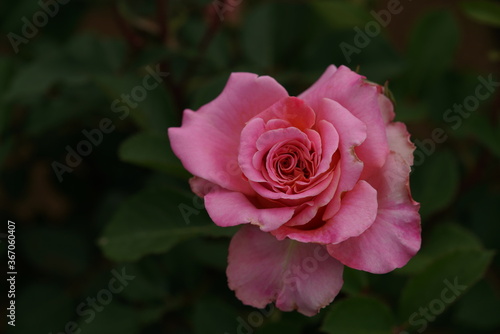 Pink Flower of Rose  Ashley  in Full Bloom 