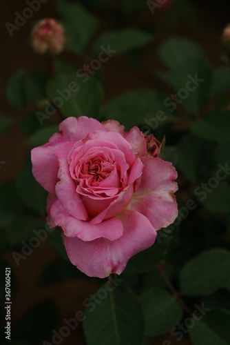 Pink Flower of Rose  Ashley  in Full Bloom 