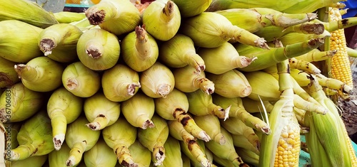 Wallpaper Mural Corn Torontodigital.ca