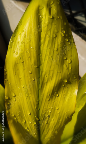 Wallpaper Mural Green leaf with wet water Torontodigital.ca